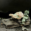 Aurichalcite Specimen