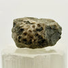 Devonian Marine Fossil: Hay River Formation, NWT