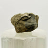 Devonian Marine Fossil: Hay River Formation, NWT