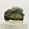 Devonian Marine Fossil: Hay River Formation, NWT