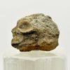 Devonian Marine Fossil: Hay River Formation, NWT