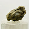Devonian Marine Fossil: Hay River Formation, NWT