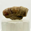 Devonian Marine Fossil: Hay River Formation, NWT