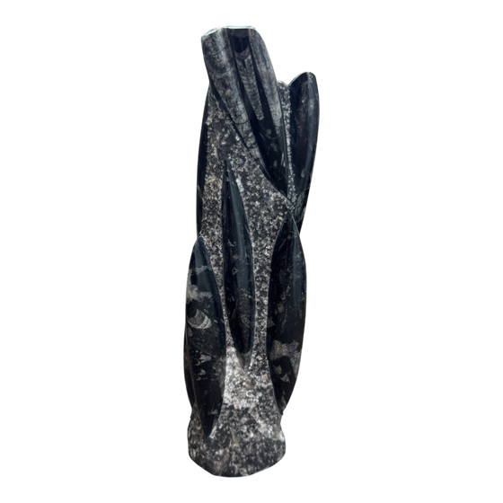 Orthoceras Fossil