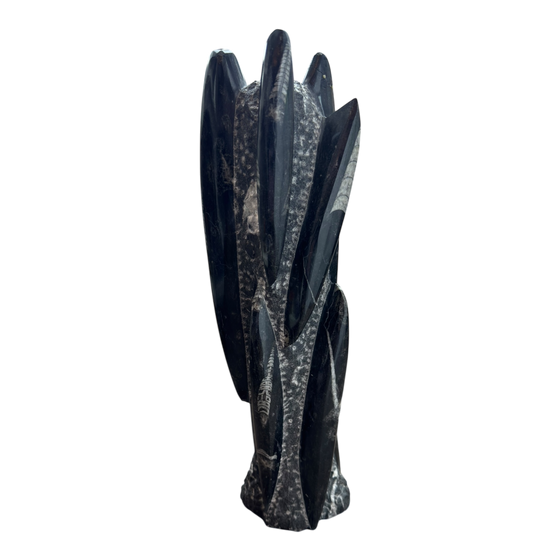Orthoceras Fossil