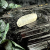 Natural Danburite Specimen