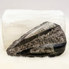 Orthoceras Fossil