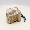 Petrified Wood Branch