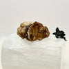 Petrified Wood Branch
