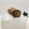 Petrified Wood Branch