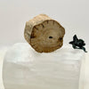 Petrified Wood Branch