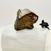 Petrified Wood Branch