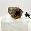 Petrified Wood Branch