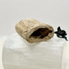 Petrified Wood Branch