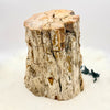 Petrified Wood Branch