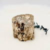 Petrified Wood Branch