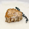 Petrified Wood Branch