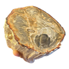 Petrified Wood Branch