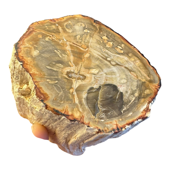Petrified Wood Branch