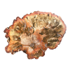 Petrified Wood Slab
