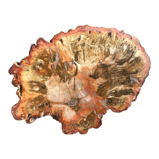 Petrified Wood Slab