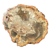 Petrified Wood Slab