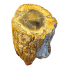Petrified Wood Branch