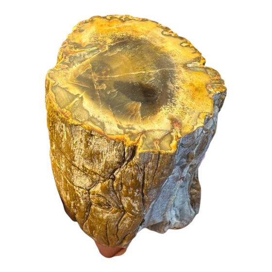 Petrified Wood Branch