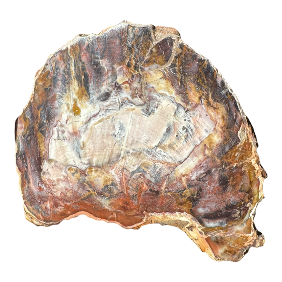 Petrified Wood Slab