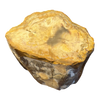 Petrified Wood Branch