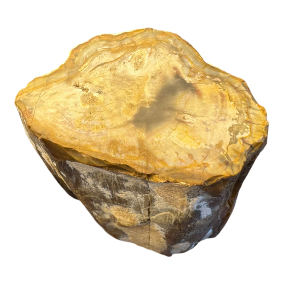 Petrified Wood Branch