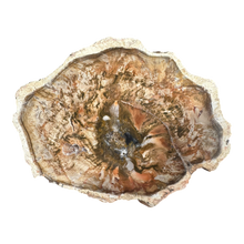  Petrified Wood Slab