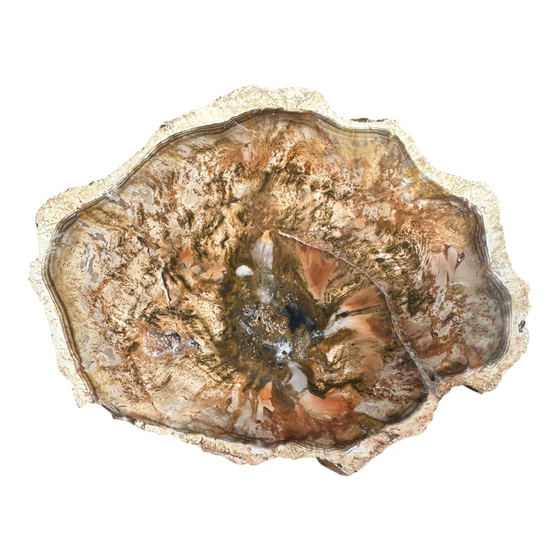 Petrified Wood Slab