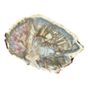 Petrified Wood Slab