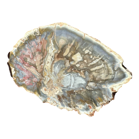 Petrified Wood Slab