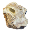 Petrified Wood Branch