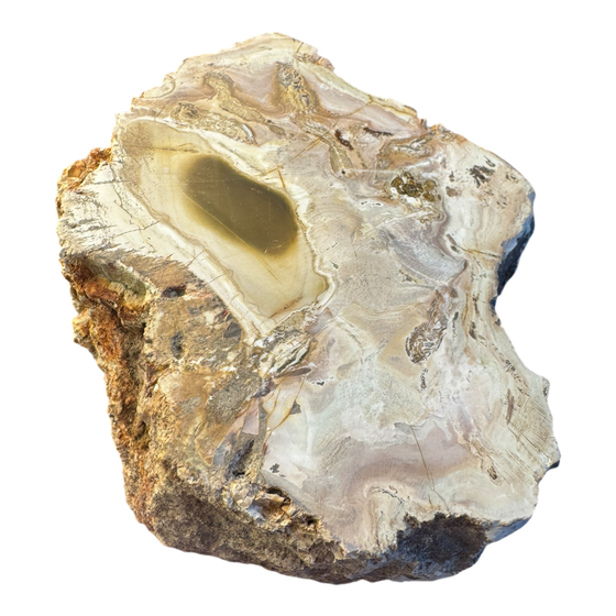 Petrified Wood Branch