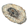 Petrified Wood Slab