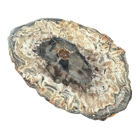 Petrified Wood Slab