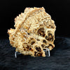Polished Stalactite Aragonite Slab