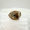 Spirallite Specimen