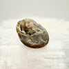 Spirallite Specimen