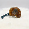 Sutured Ammonite