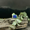 The Copper Trinity: Chrysocolla, Malachite, & Azurite Specimen